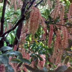 Macadamia Tree – TMac.1
