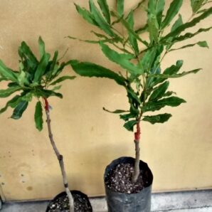 Macadamia Tree – TMac.217