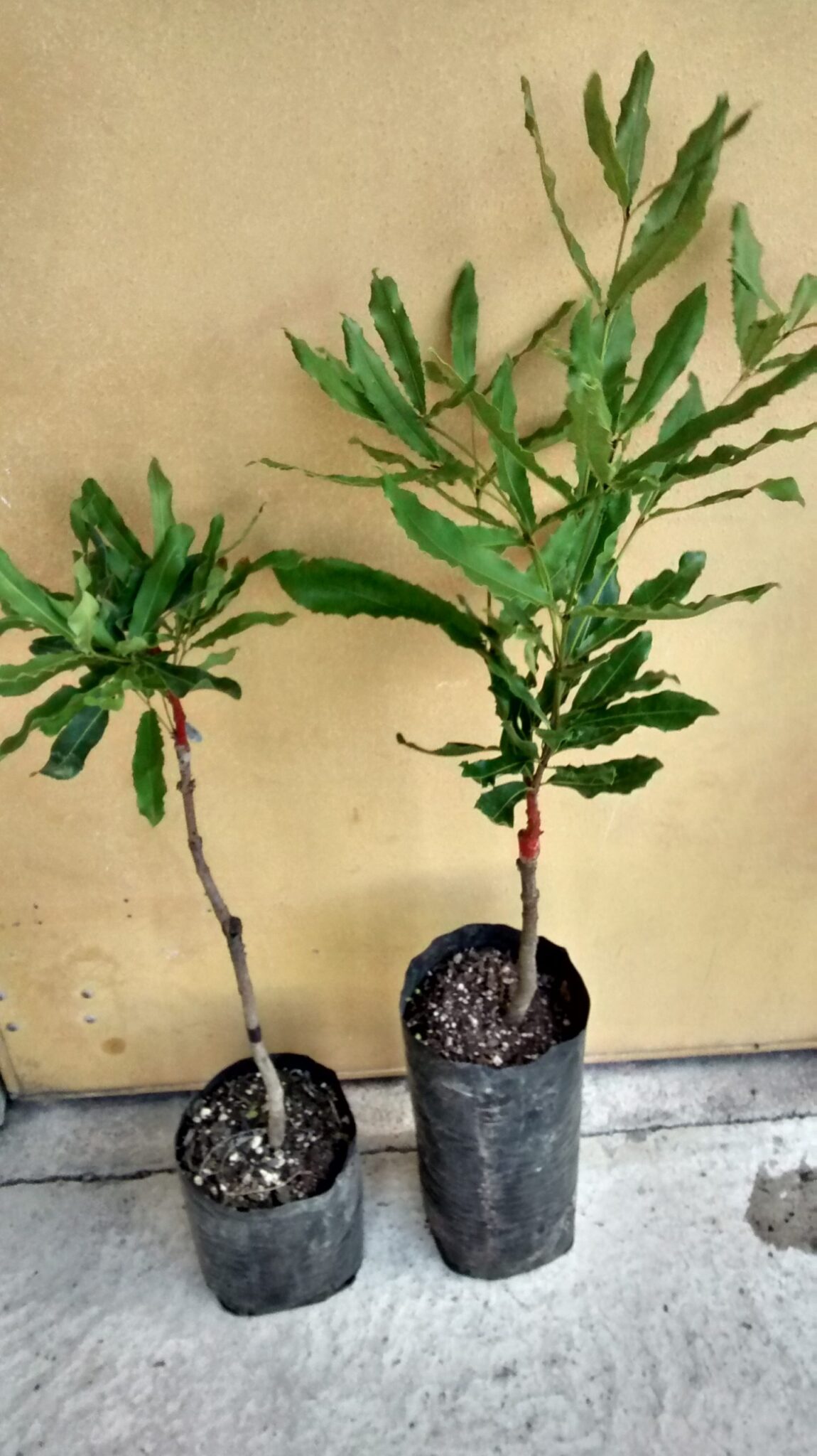 Macadamia Tree – H816